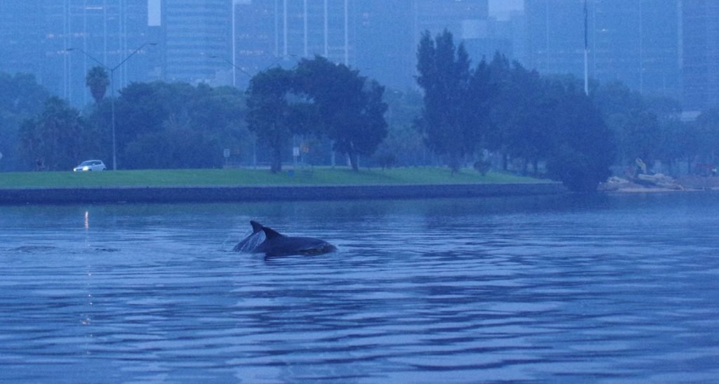 Two dolphins in front of the city of Perth on a foggy day